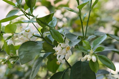 Beautiful white grapefruit flowers on tree outdoors