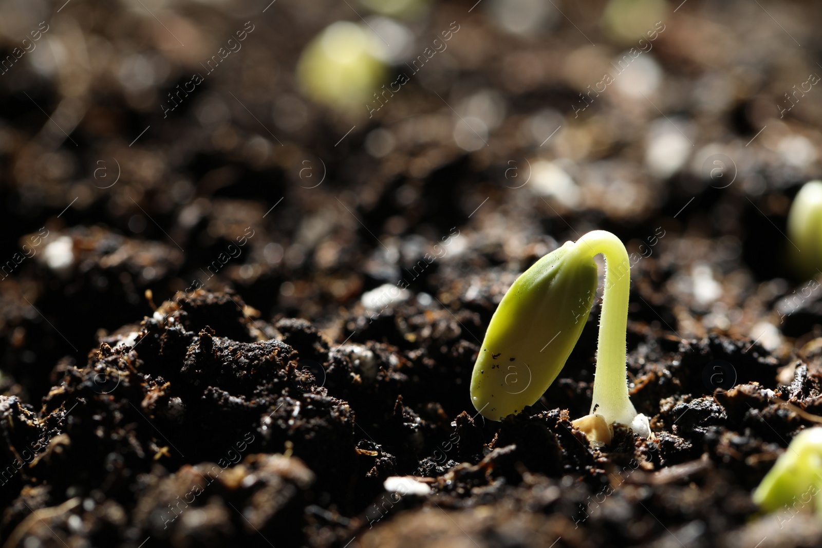 Photo of Little green seedling growing in soil, closeup. Space for text