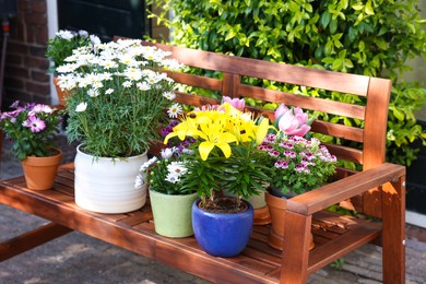 Many different beautiful blooming plants in flowerpots on wooden bench outdoors