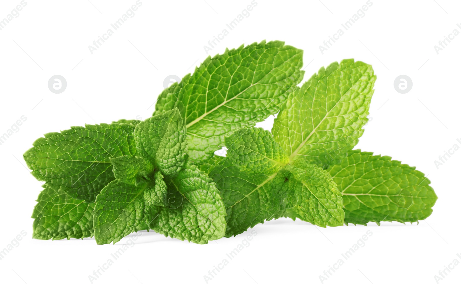 Photo of Fresh green mint leaves isolated on white