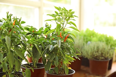 Photo of Fresh potted home plants on window sill, space for text