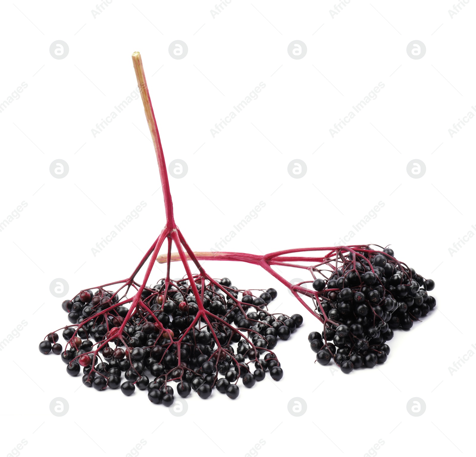 Photo of Bunches of ripe elderberries on white background