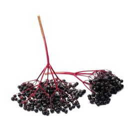 Bunches of ripe elderberries on white background