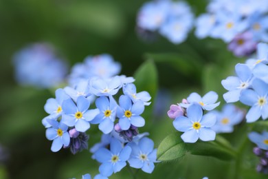 Beautiful forget-me-not flowers growing outdoors. Spring season