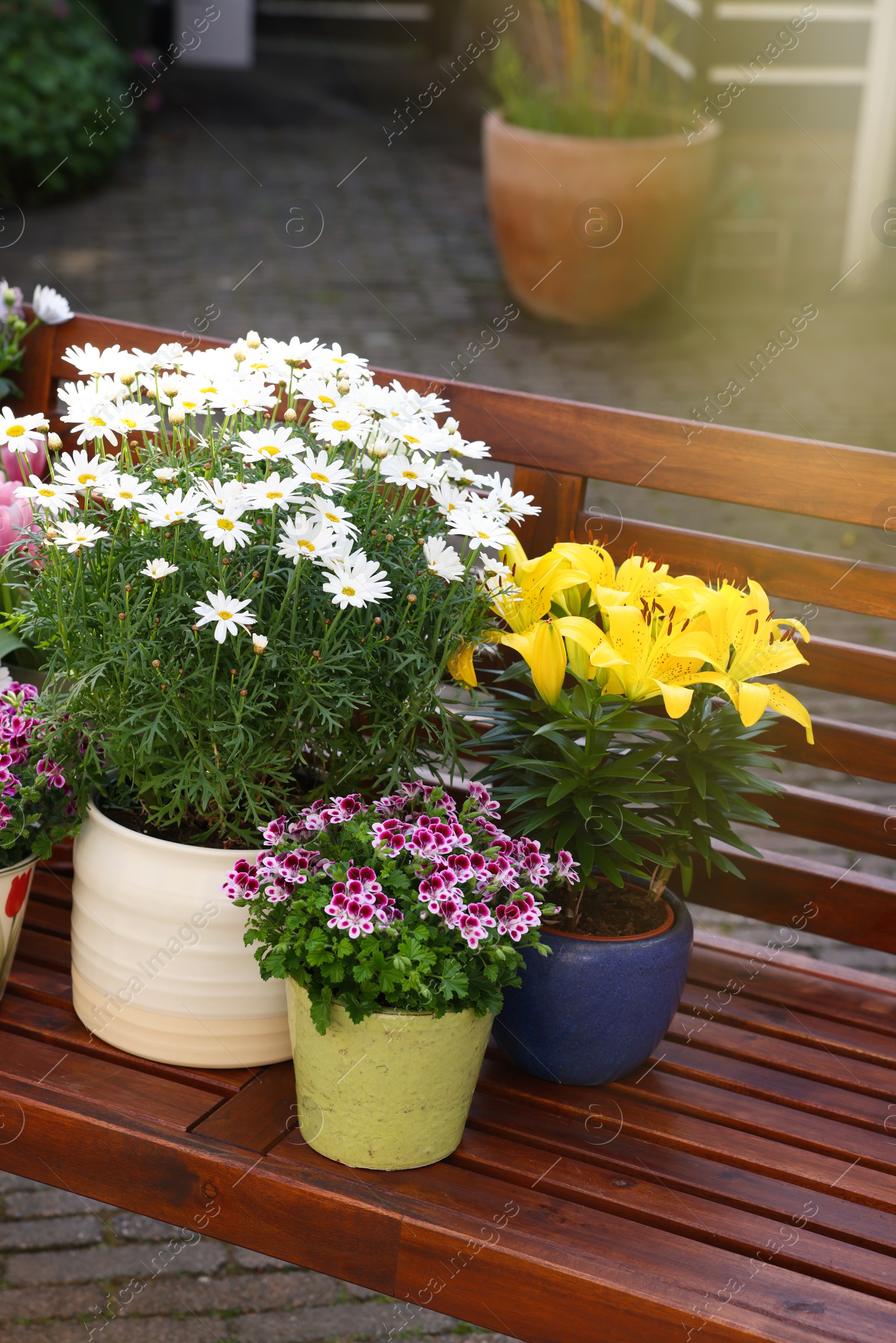 Photo of Many different beautiful blooming plants in flowerpots on wooden bench outdoors