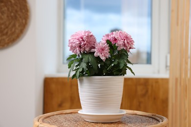 Photo of Beautiful chrysanthemum plant in flower pot on wooden table indoors