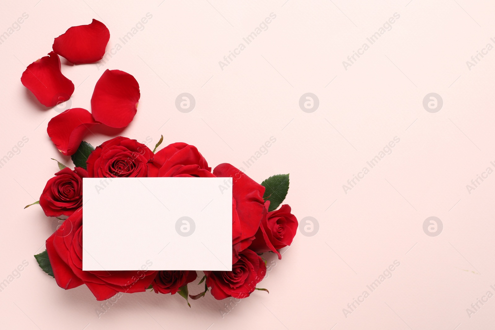 Photo of Blank card, beautiful red roses and petals on pale pink background, top view. Space for text