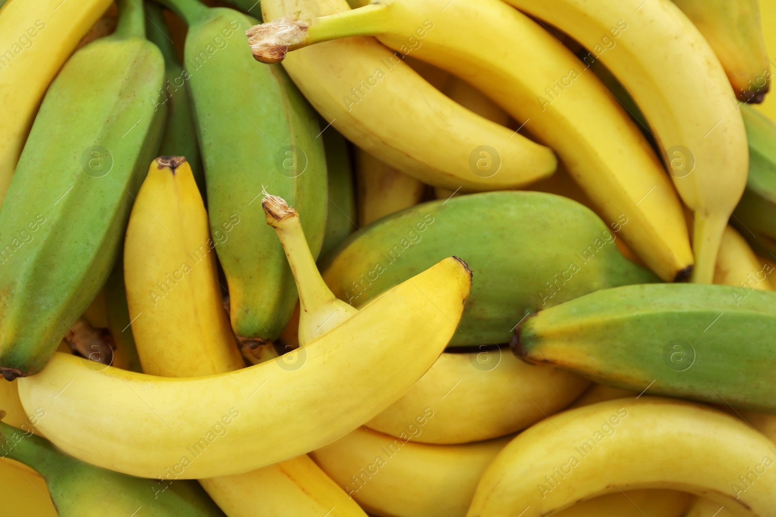 Photo of Different sorts of bananas as background, closeup