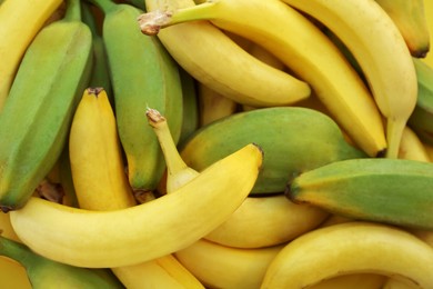 Different sorts of bananas as background, closeup