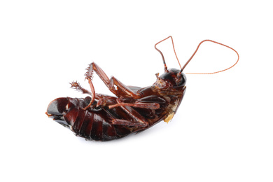 Photo of Dead brown cockroach isolated on white. Pest control