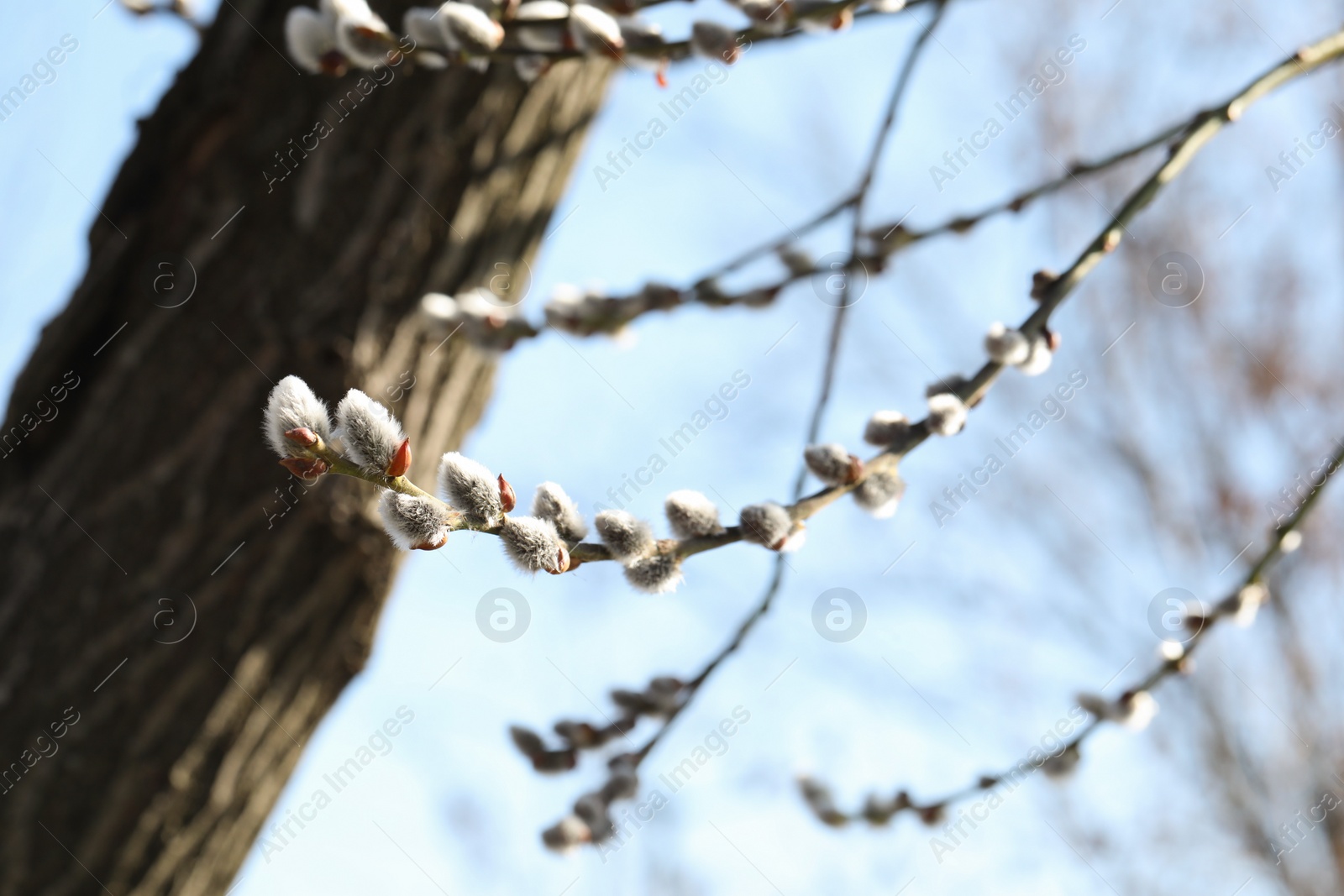 Photo of Beautiful pussy willow branches with flowering catkins against blue sky