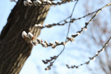 Photo of Beautiful pussy willow branches with flowering catkins against blue sky