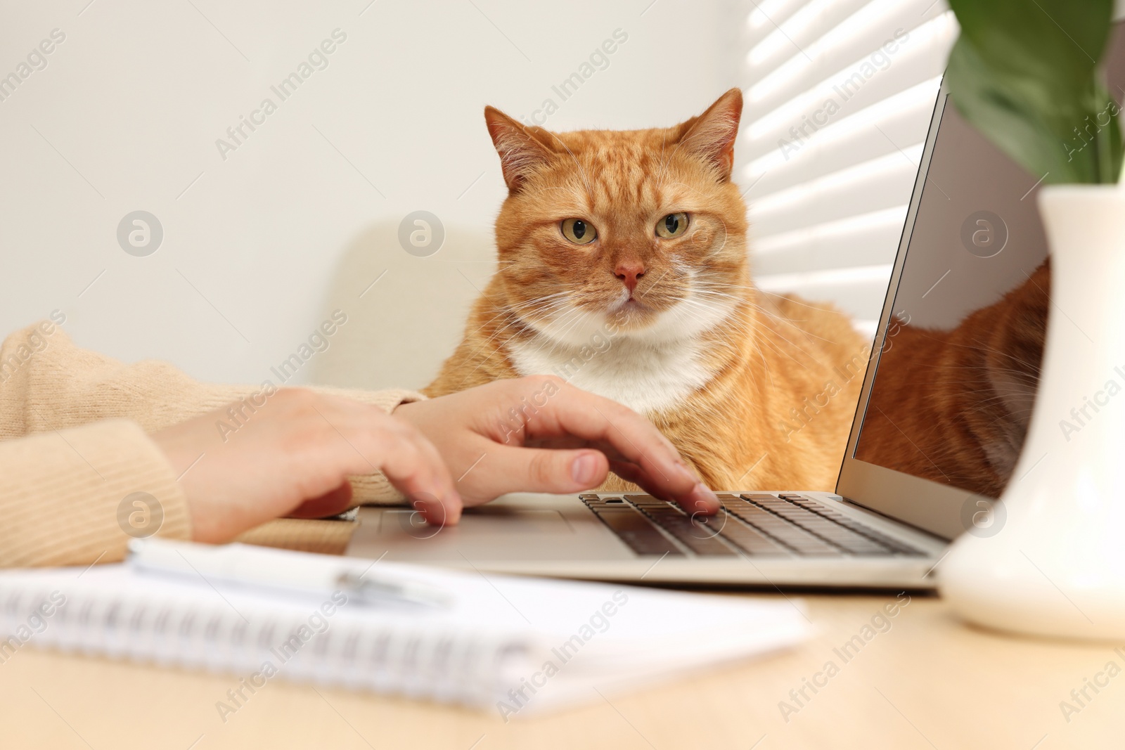 Photo of Woman working with laptop at home, closeup. Cute cat lying on wooden desk near owner