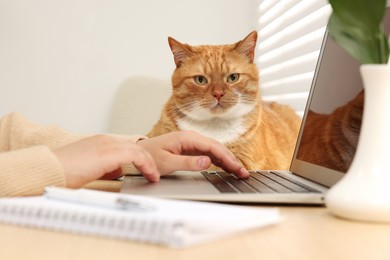 Photo of Woman working with laptop at home, closeup. Cute cat lying on wooden desk near owner