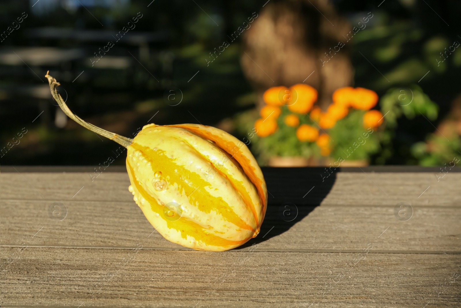Photo of Whole ripe pumpkin on wooden table outdoors