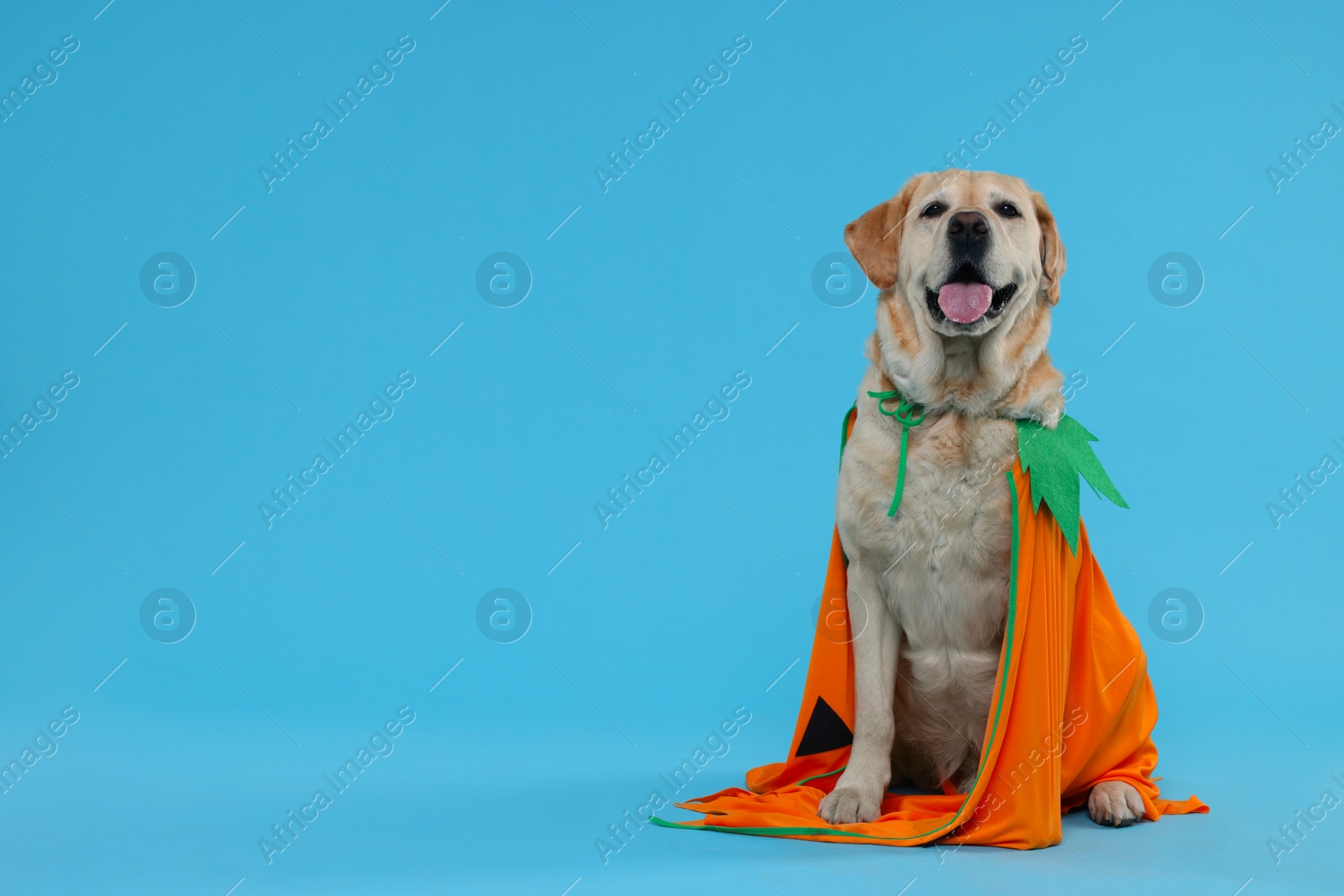 Photo of Cute Labrador Retriever dog in Halloween costume on light blue background. Space for text