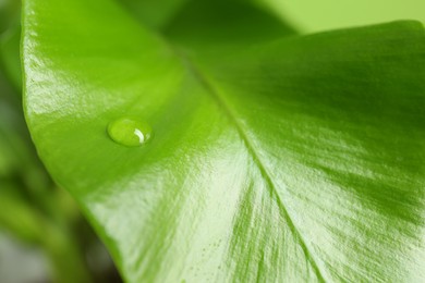 Green leaf with dew drop on blurred background, closeup