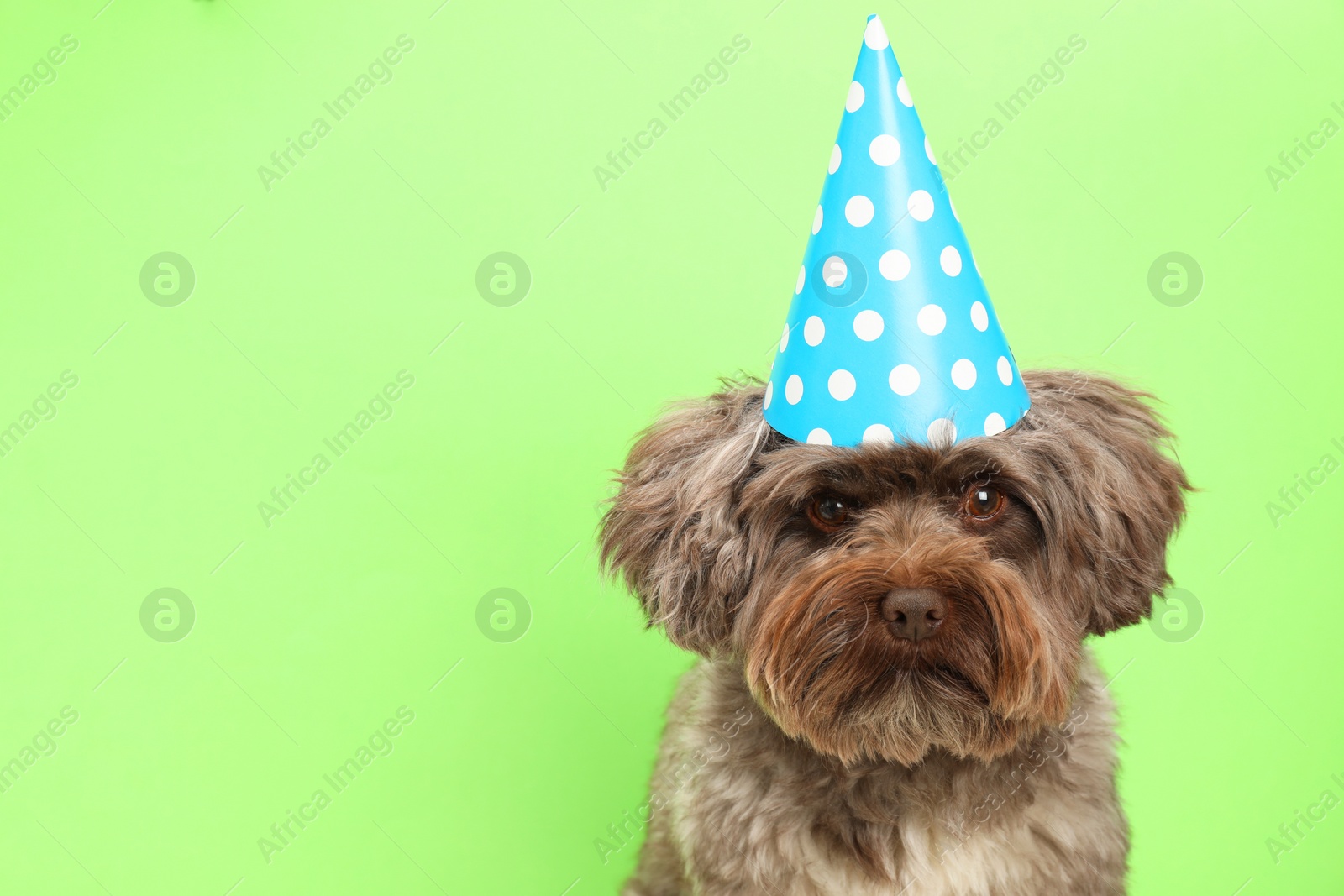 Photo of Cute Maltipoo dog wearing party hat on green background, space for text. Lovely pet