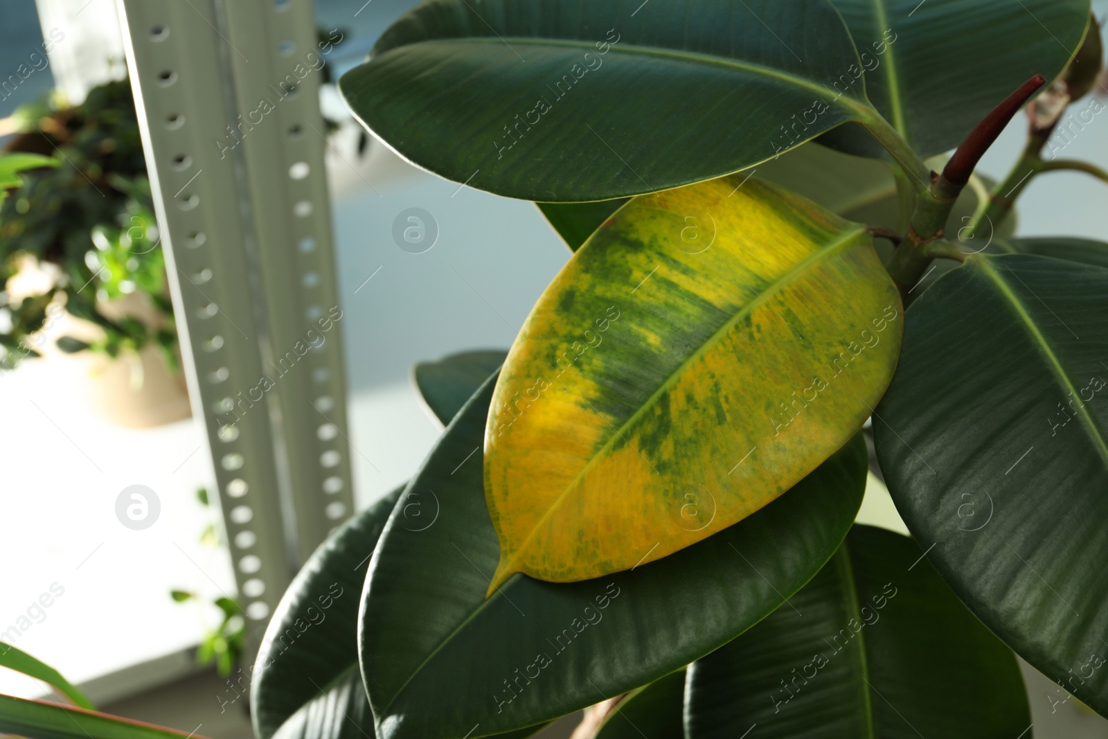 Photo of Houseplant with leaf blight disease indoors, closeup. Space for text