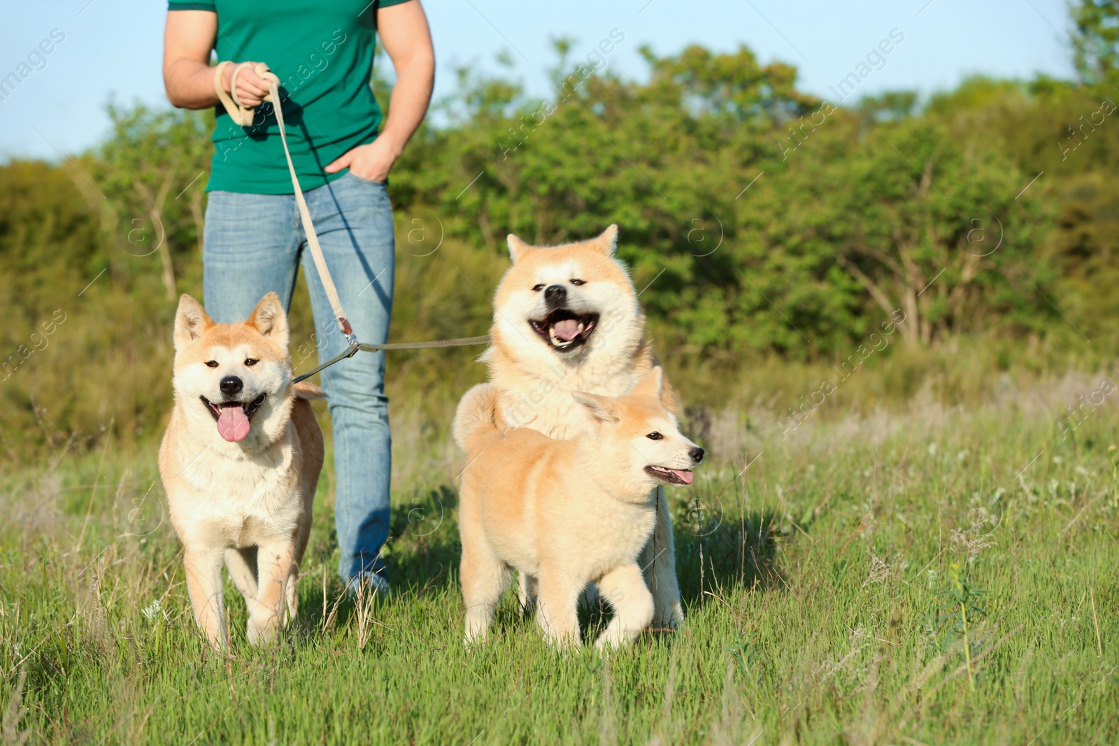 Photo of Young man walking his adorable Akita Inu dogs in park