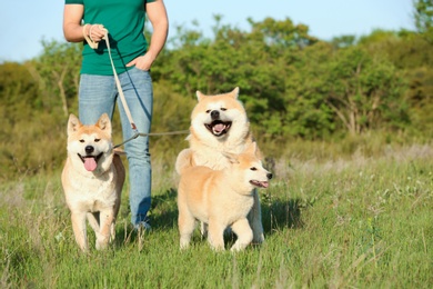 Young man walking his adorable Akita Inu dogs in park