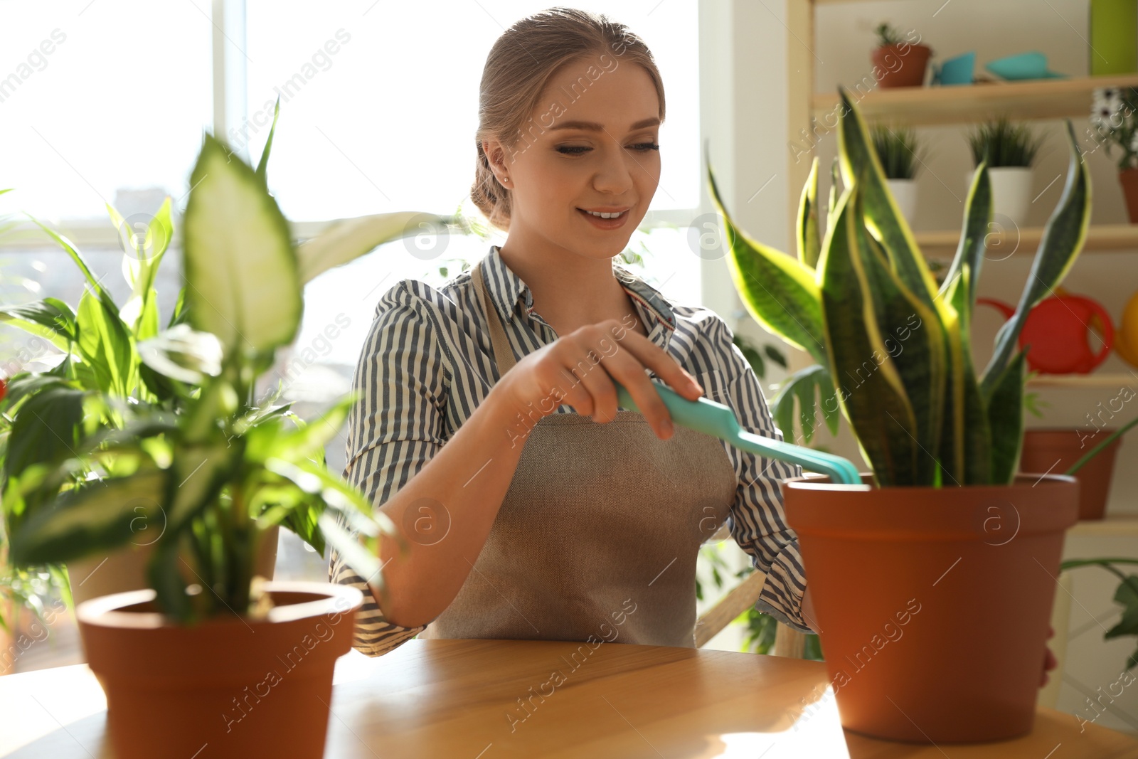 Photo of Young beautiful woman taking care of home plants at wooden table indoors