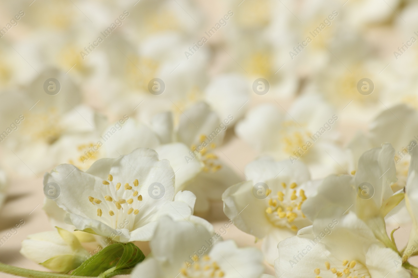 Photo of Many aromatic jasmine flowers on beige background, closeup