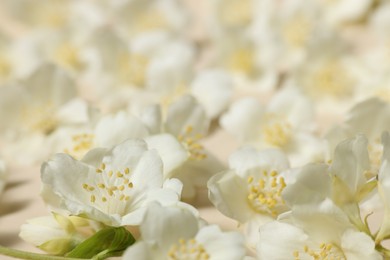 Many aromatic jasmine flowers on beige background, closeup