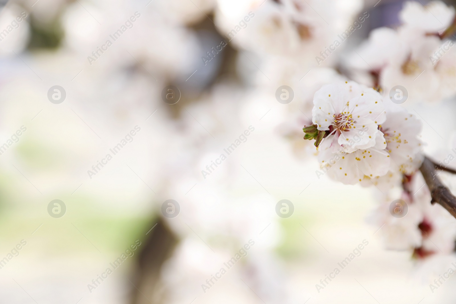 Photo of Beautiful apricot tree branch with tiny tender flowers outdoors, space for text. Awesome spring blossom