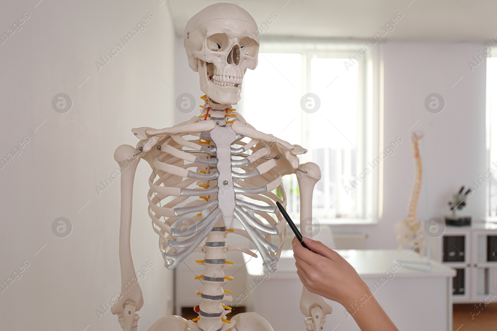 Photo of Orthopedist pointing on human skeleton model in clinic, closeup