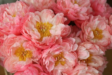 Many beautiful pink peony flowers, closeup view