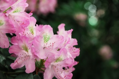 Photo of Beautiful tiny tropical flowers in botanical garden, closeup. Space for text