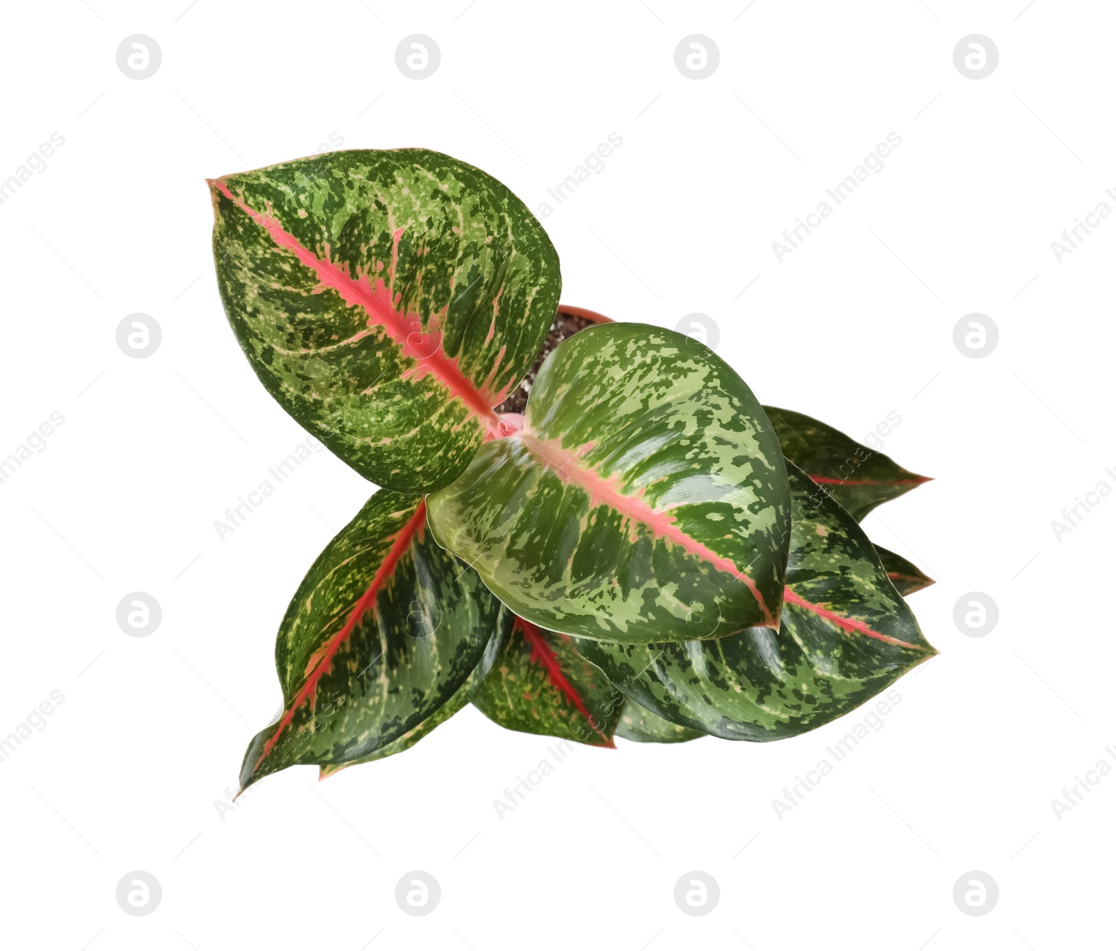 Photo of Beautiful Aglaonema plant isolated on white, top view. House decor