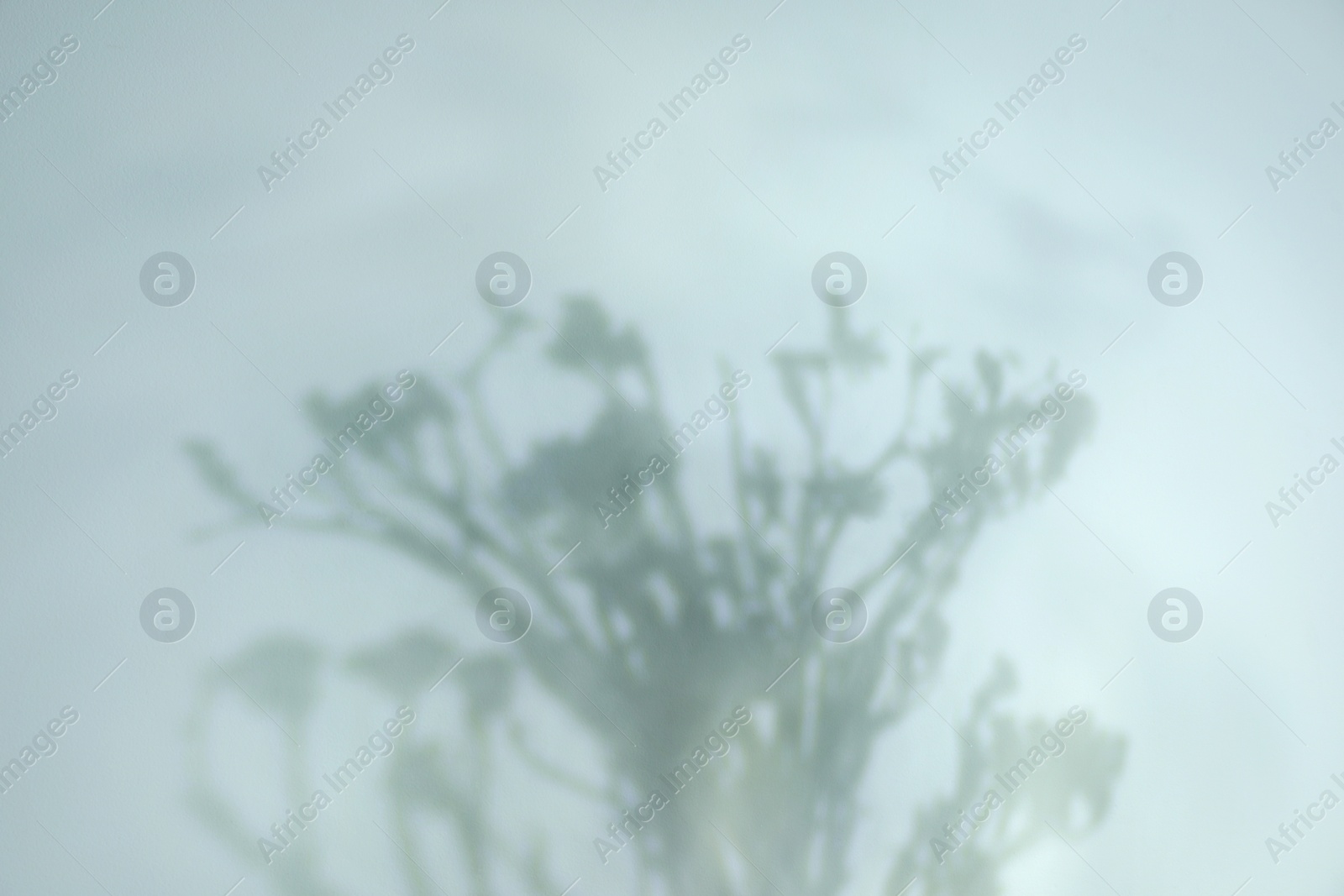 Photo of Shadow of beautiful plant on light background