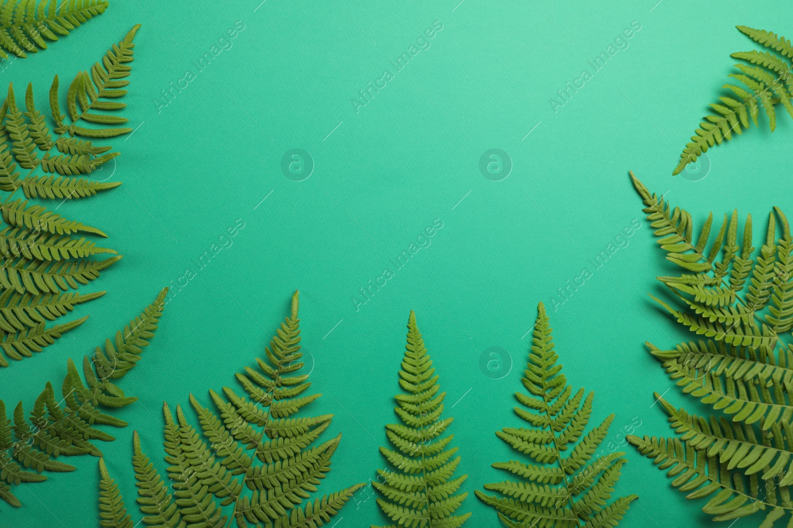 Photo of Beautiful tropical fern leaves on light green background, flat lay. Space for text