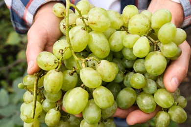 Photo of Farmer holding bunch of ripe grapes in vineyard, closeup