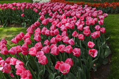 Photo of Many beautiful tulip flowers in park. Spring season