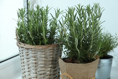 Photo of Aromatic green rosemary in pots on windowsill, closeup