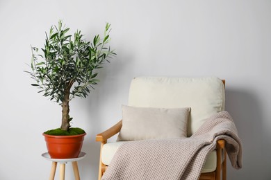 Pot with olive tree near cozy armchair in room. Interior design