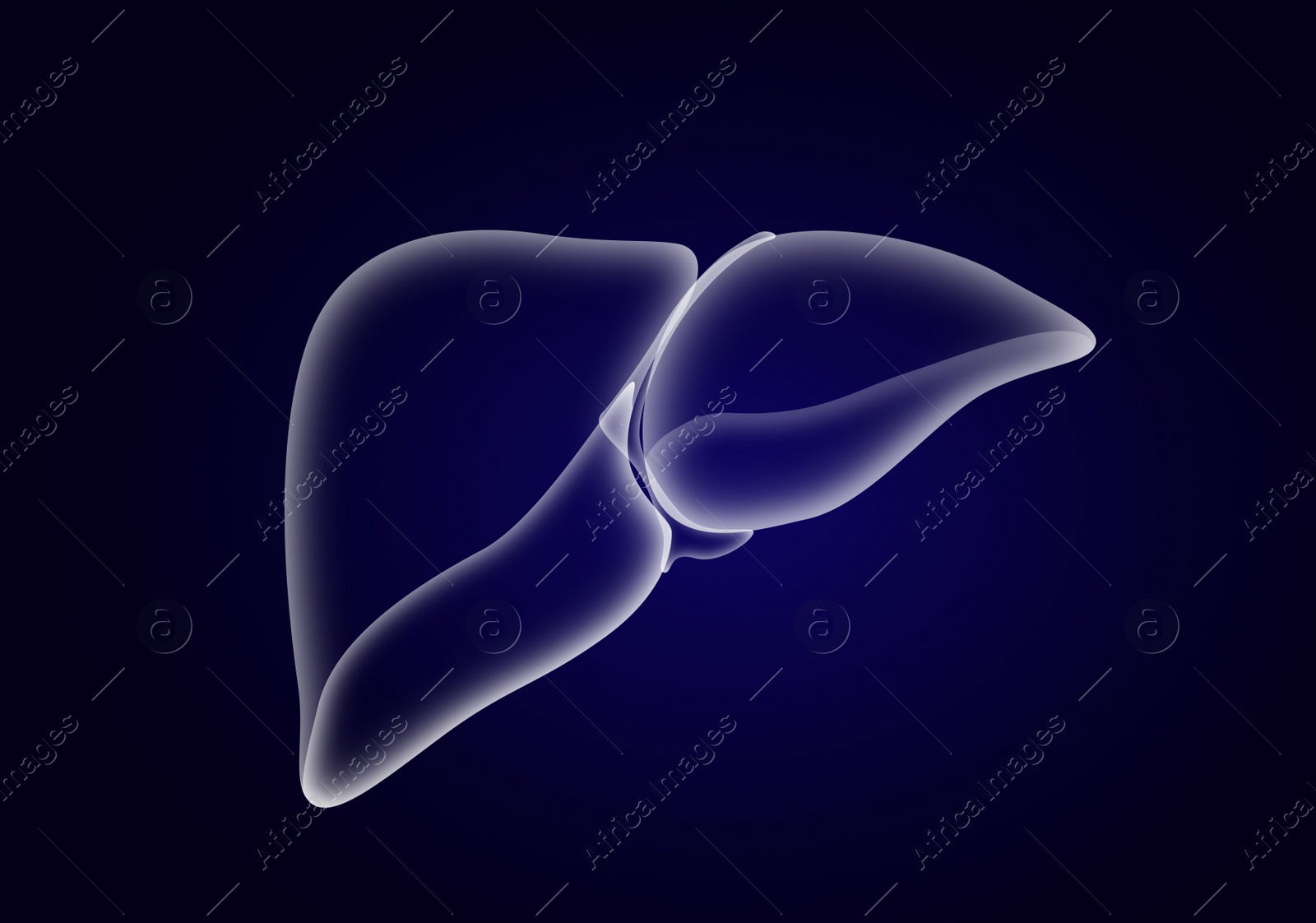 Illustration of  liver on dark blue background. Human anatomy 