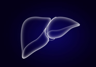 Illustration of liver on dark blue background. Human anatomy 