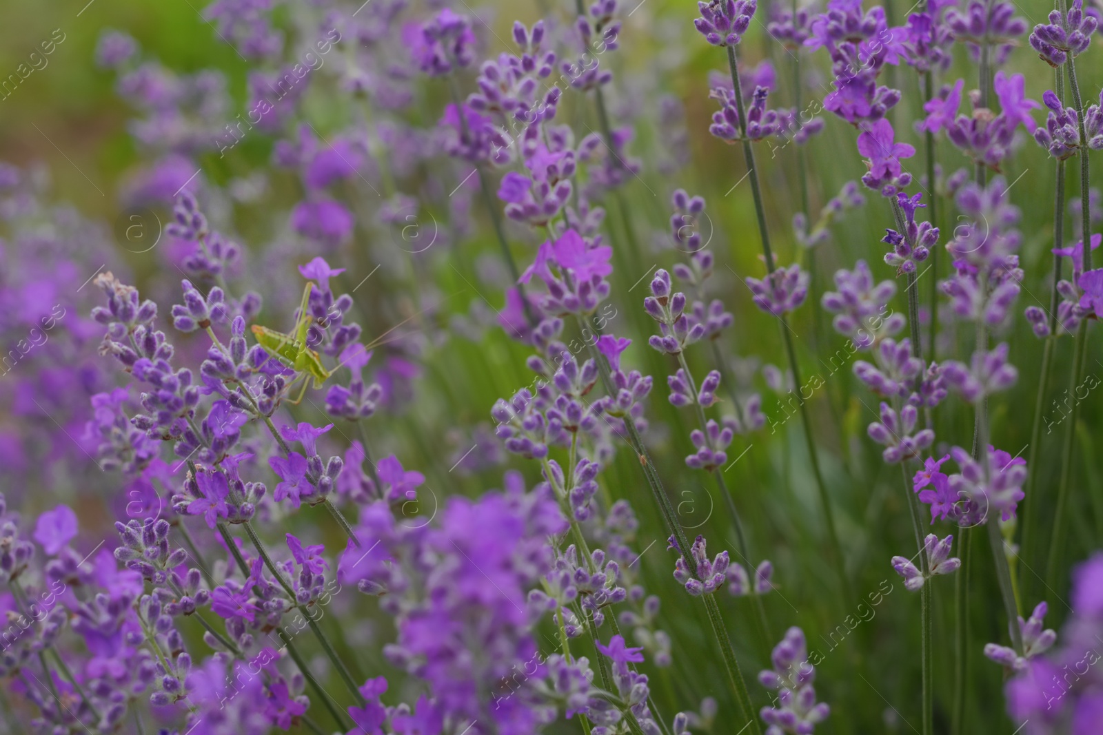 Photo of Beautiful lavender flowers growing in field, closeup