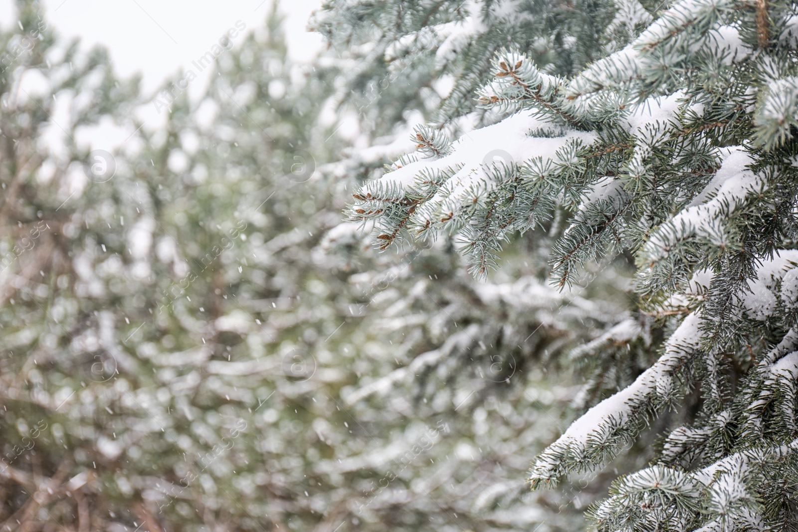 Photo of Coniferous branches covered with fresh snow, closeup