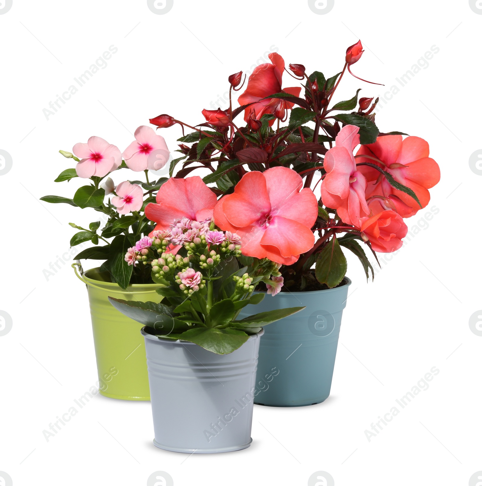 Photo of Beautiful flowers in different pots isolated on white