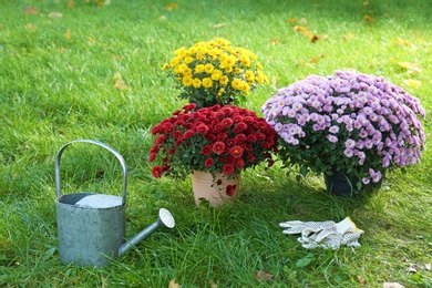 Photo of Beautiful colorful chrysanthemum flowers and watering can on green grass