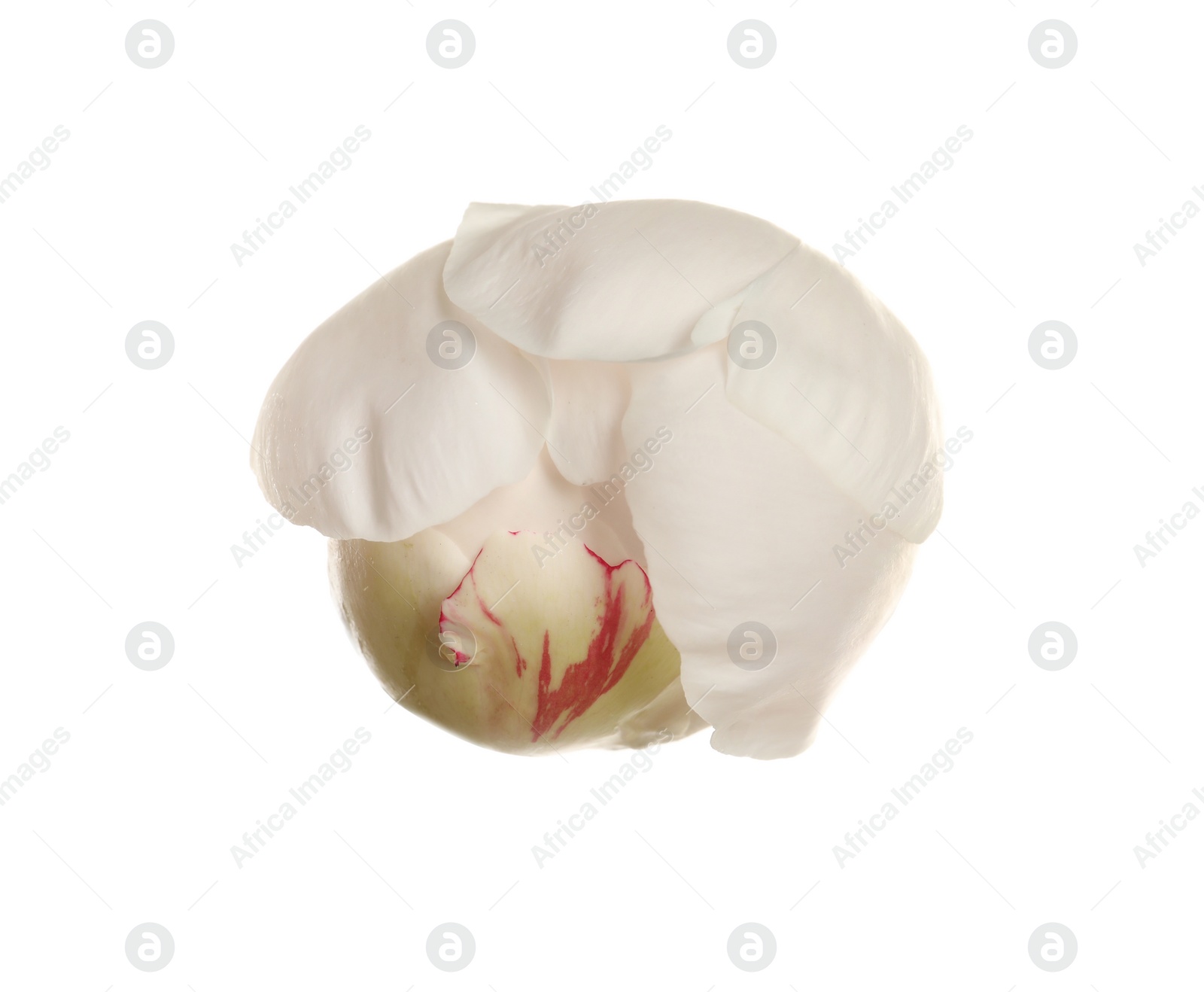 Photo of Beautiful fresh peony flower on white background, top view