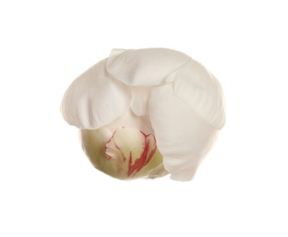 Beautiful fresh peony flower on white background, top view