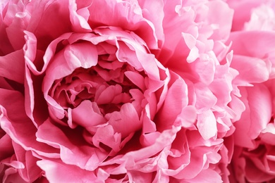 Beautiful fragrant peony flower as background