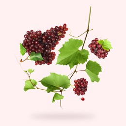 Image of Fresh grapes and vine in air on light red background