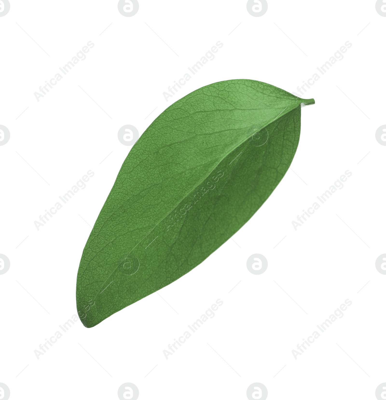 Photo of Green leaf of Ficus elastica plant isolated on white